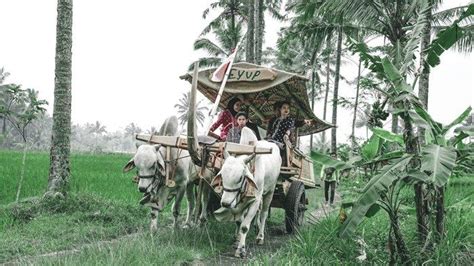 Paket Wisata Baru, Tegsa Adventure Ajak Wisatawan Naik Gerobak Pedati Hingga Lihat Pembuatan ...