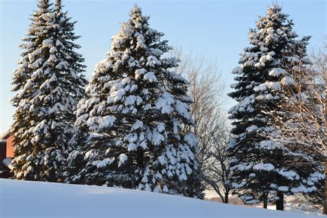 Snow on Evergreen Trees - Green Thumb Advice