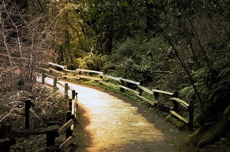 How to Visit Muir Woods: World’s Tallest Trees North of SF – Blog