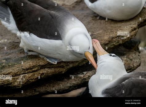 Black-browed Albatrosses (Thalassarche melanophrys) mutual preening ...