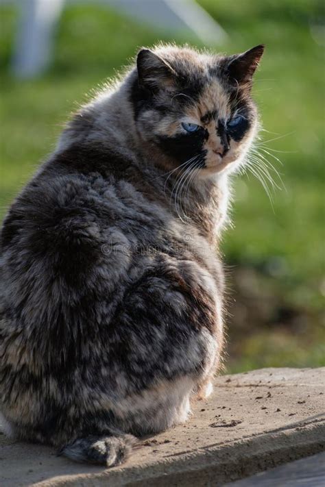 Beautiful Calico Cat with Blue Eyes Sitting in the Garden with Sunshine ...