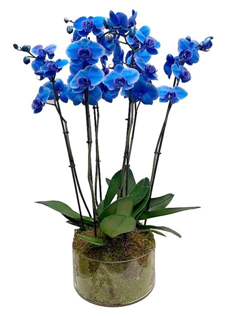 Orquideas Azules