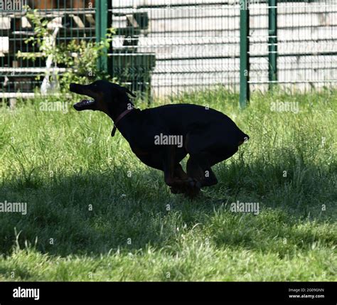 One beautiful Doberman running fast Stock Photo - Alamy