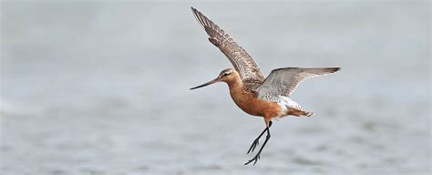 Bar-Tailed Godwit Breaks Record by Flying Nonstop From Alaska to New Zealand : ScienceAlert