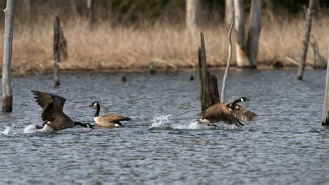 Dan Gomola Wildlife Photography | Erie National Wildlife Refuge