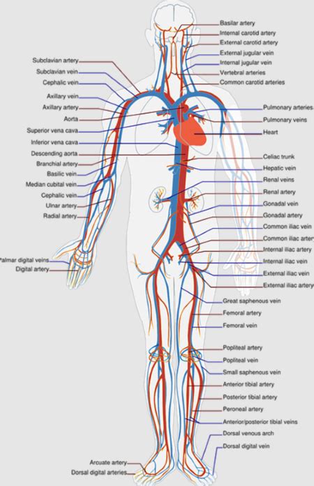 Cooperativa spiare Prevenzione inferior vena cava function Le Alpi ...