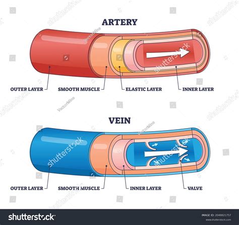 9 Artery Vs Vein Structure Diagram Images, Stock Photos & Vectors | Shutterstock