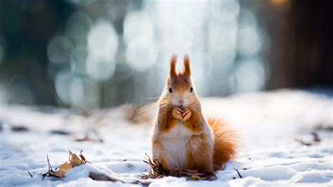 Download Snow Rodent Winter Animal Squirrel 4k Ultra HD Wallpaper