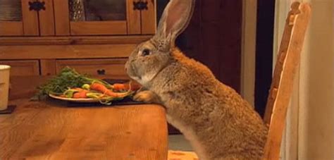 Darius the Rabbit and Other Pet Links | POPSUGAR Pets