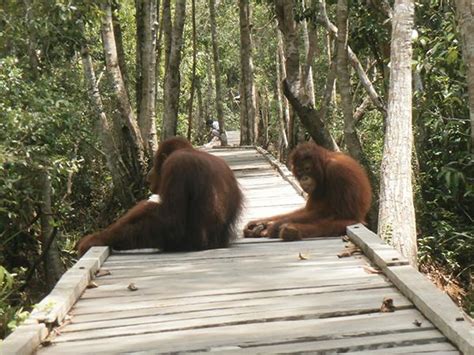 Camp Leakey and Tanjung Puting NP tour, 4 days | Responsible Travel