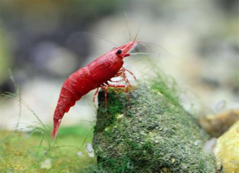 6 Things You Didn’t Know About Aquarium Shrimp | PetMD