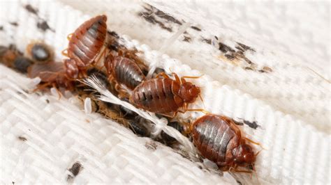 7 telltale signs of bed bugs in your home | Tom's Guide