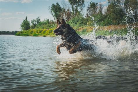 A Dog on the Water · Free Stock Photo