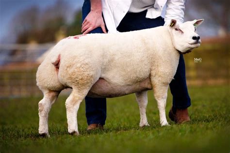 Beltex Scotland In-lamb | Beltex Sheep Society | Beltex Sheep Society