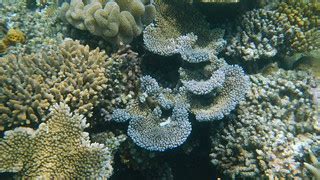 Agincourt Reef, Great Barrier Reef, Queensland (483803) | Flickr