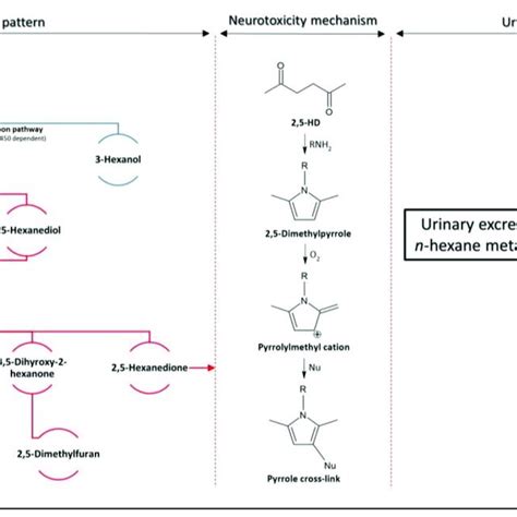 n-Hexane metabolic pattern, neurotoxicity mechanism, and metabolites ...