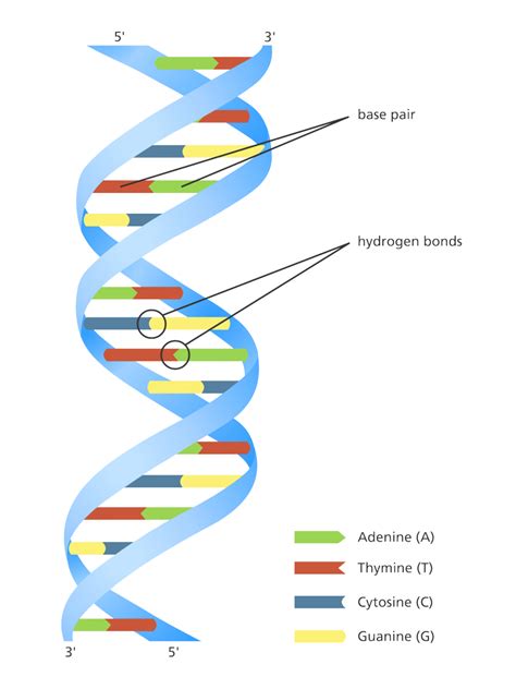 What is DNA? | Facts | yourgenome.org