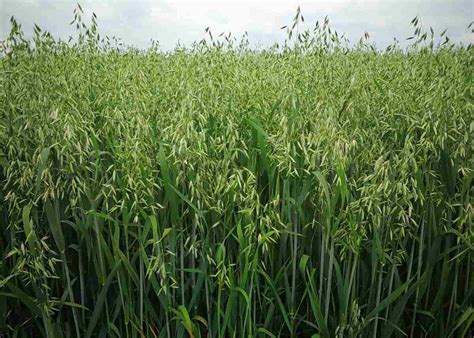 Oats Seed Germination, Period, Temperature, Process | Agri Farming