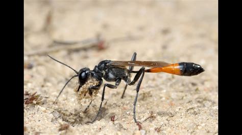 Great Digger Wasp constructing a nest - how to clean a grill grate