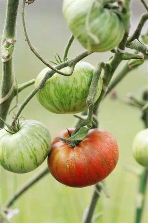 How To Ripen Tomatoes Off The Vine - And Why It's Better!