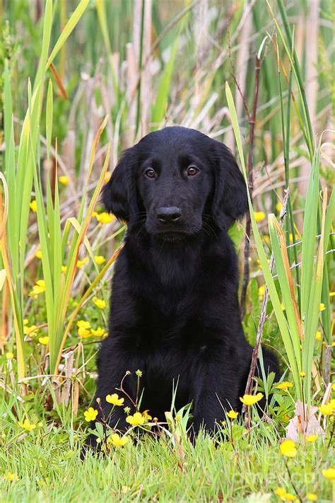 Flat Coated Retriever Info, Temperament, Puppies, Pictures