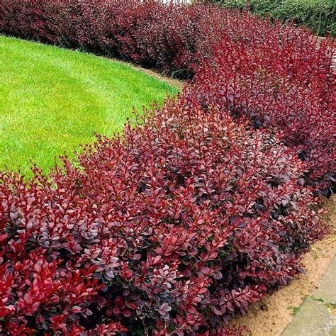 5 Reasons Why Choose Dwarf Barberry for Your Home. This is Exciting! | Japanese barberry ...