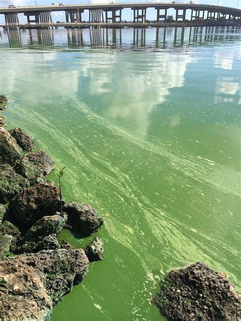 Florida, state of emergency declared as algae blooms threaten local ...