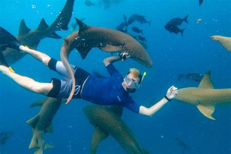 Sharks in Maldives (Types, Season, Swimming, Attacks & Safety)