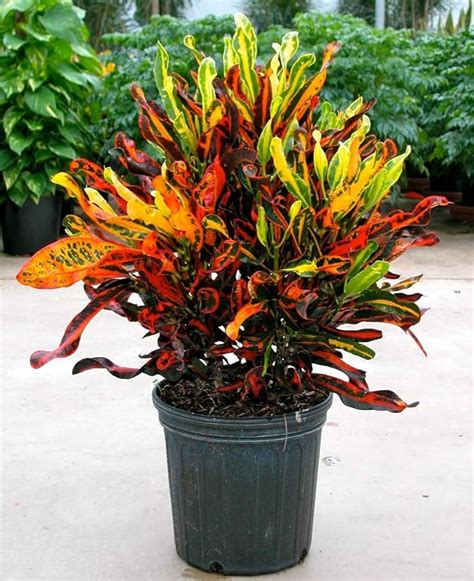 Amazon.com : Croton Mammy - Live Plant in a 3 Gallon Pot - Codiaeum 'Mammy' - Beautiful Clean ...