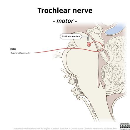 The Cranial Nerves (Organization Of The Central Nervous, 54% OFF