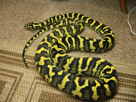 Jungle Carpet Python Facts and Pictures | Reptile Fact