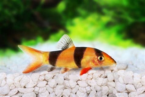 Clown Loach Care Guide: Diet, Breeding,Tank Mates and Tank Setup