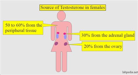 Androstenedione (AD), DHEA- S (Dehydroepiandrosterone sulphate), DHEA ...