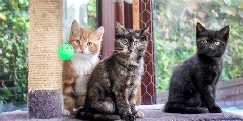 Choosing a Kitten | International Cat Care