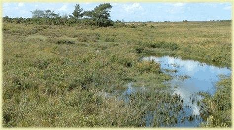 Swamp marsh bog mire区别_word文档在线阅读与下载_免费文档