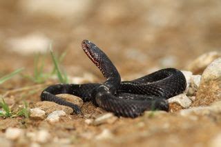 Facts About Adders | Live Science