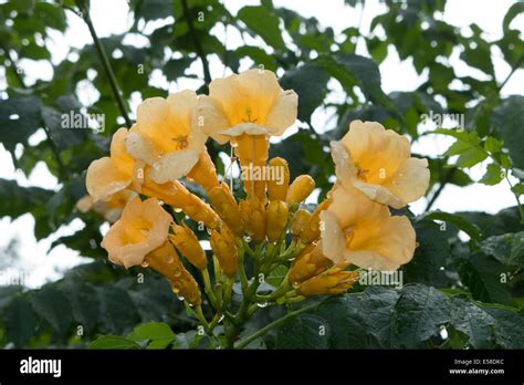 Cluster of flowers hi-res stock photography and images - Alamy