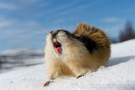 Norway lemming. | Unique animals, Arctic animals, Nature animals