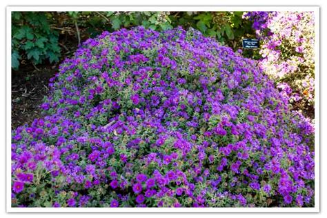 Aster - Purple Dome New England Aster - Sugar Creek Gardens