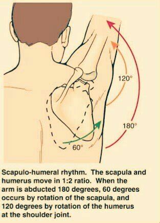 Scapulohumeral Rhythm - PT Master Guide