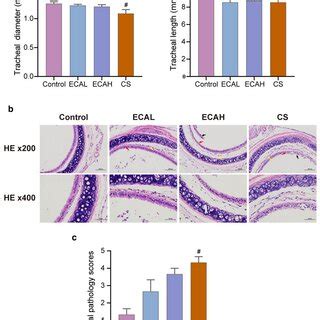 Morphological and histological structure of trachea. a Changes in ...