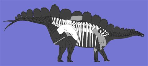 Wuerhosaurus Skeleton