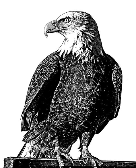 Bald Eagle - Illustration | Eagle in black and white stipple… | Flickr