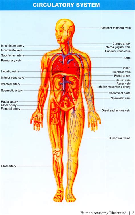 Human Anatomy Illustrated (30 Coloured Illustrations)