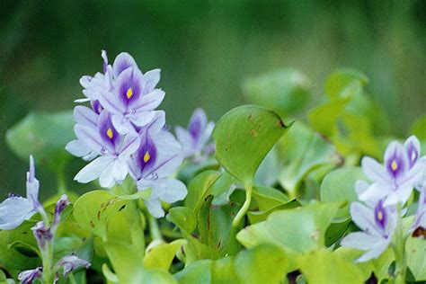 common water-hyacinth (Eichhornia crassipes) - Species Profile