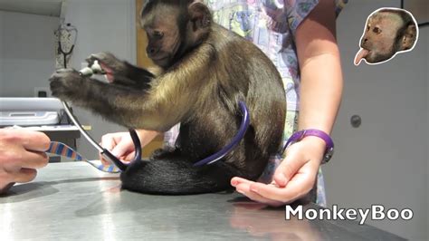 Monkey Vet Visit! - YouTube