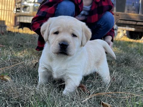 Adopt Labrador Retriever Puppies - Adopt Dogs & Cats on PuppiesNation