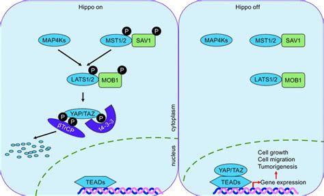 The core of the Hippo signaling pathway. The core components of the... | Download Scientific Diagram