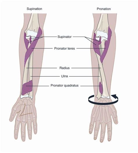 PhysioOsteoBook - PRONATOR TERES MUSCLE