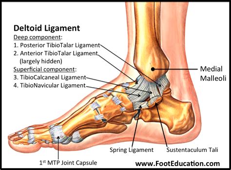 Fotens och fotens ligament Översikt | Historia Online